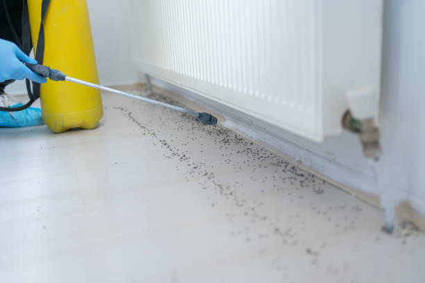Best Termite Control Services  in Villa Rica, GA