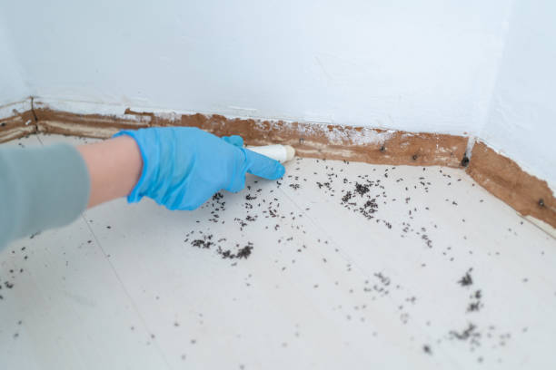 Best Emergency Pest Control  in Villa Rica, GA