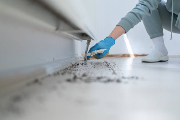 Best Spider Control Near Me  in Villa Rica, GA